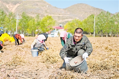 11月2日，農(nóng)民在西吉縣馬蓮鄉(xiāng)張堡塬村田間收獲馬鈴薯。
    時(shí)下正值馬鈴薯收獲季節(jié)，固原市西吉縣的田間地頭呈現(xiàn)一派繁忙的收獲景象。
    馬鈴薯是西吉縣的特色產(chǎn)業(yè)。近年來(lái)，西吉縣已經(jīng)形
    成了集生產(chǎn)、加工、銷售于一體的馬鈴薯全產(chǎn)業(yè)鏈發(fā)展模式。
    新華社記者 
    毛竹 攝