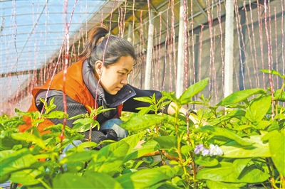 馬嘉欣通過實地調(diào)研，了解村民在農(nóng)業(yè)生產(chǎn)中遇到的困難和問題，并積極尋求解決方案。