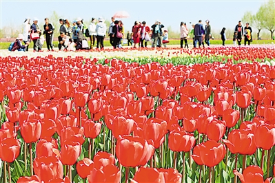     紅色——銀川花博園里盛開的郁金香紅似火焰。寧夏把良好生態(tài)環(huán)境作為最普惠的民生福祉，還百姓綠水青山，不斷滿足人民日益增長的優(yōu)美生態(tài)環(huán)境需要。                 本報記者 馬楠 攝